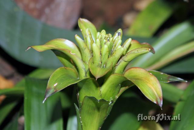 Guzmania lingulata