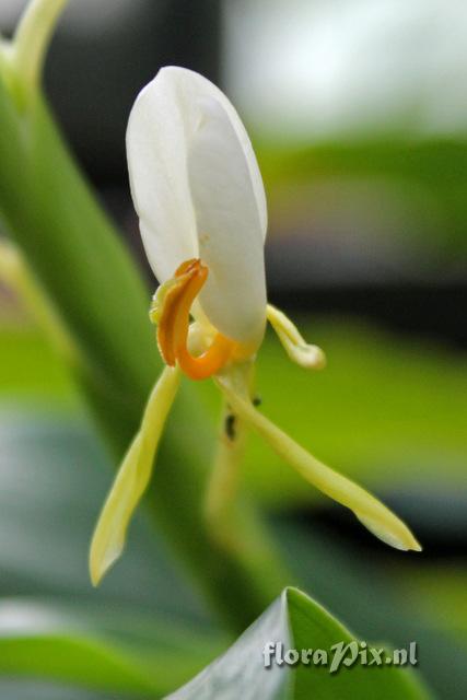 Hedychium horsfieldii