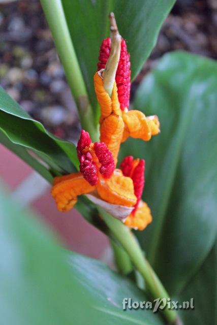 Hedychium horsfieldii