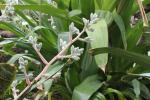 Hohenbergia correia-arauji