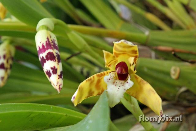 Maxillaria picta