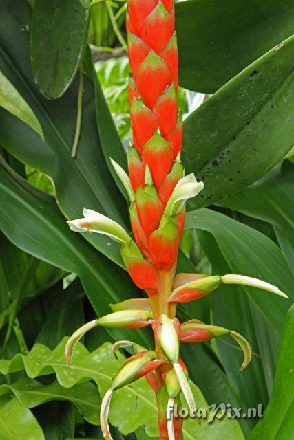 Pitcairnia maidifolia