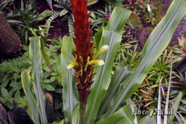 Pitcairnia wendlandii