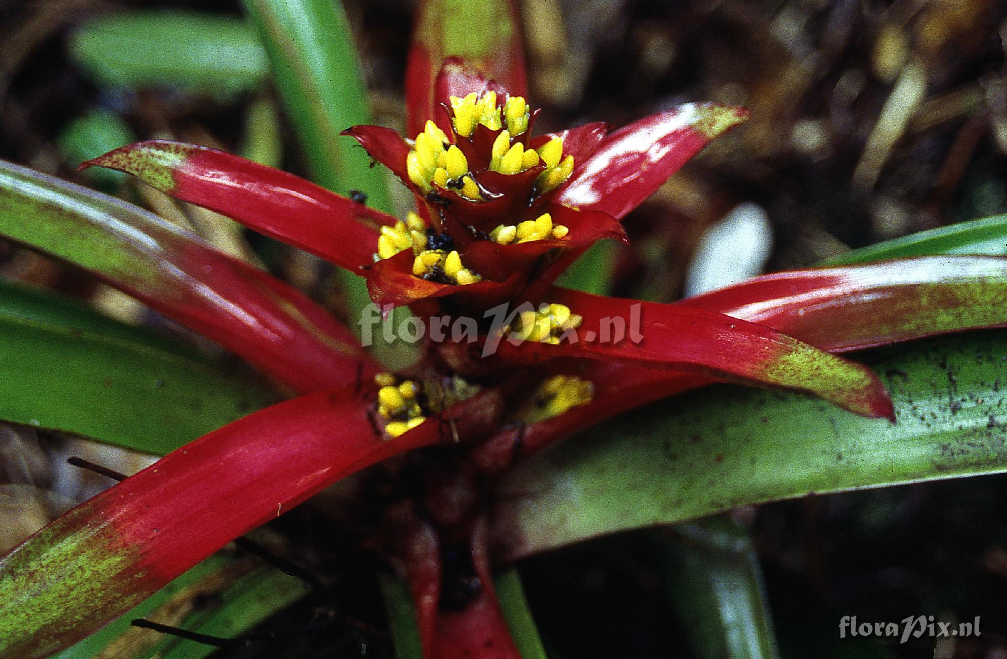 Guzmania kareniae