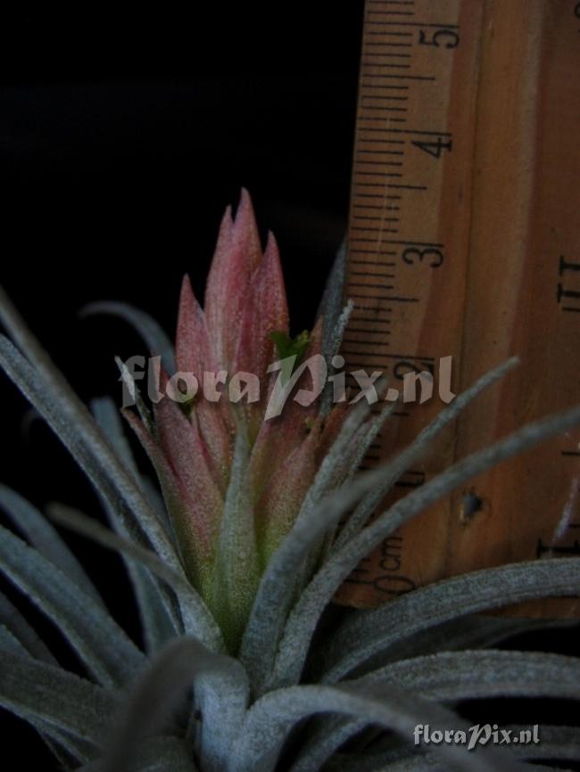 Tillandsia teloloapanensis