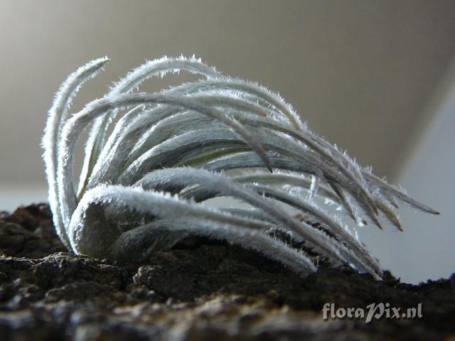 Tillandsia penascoensis