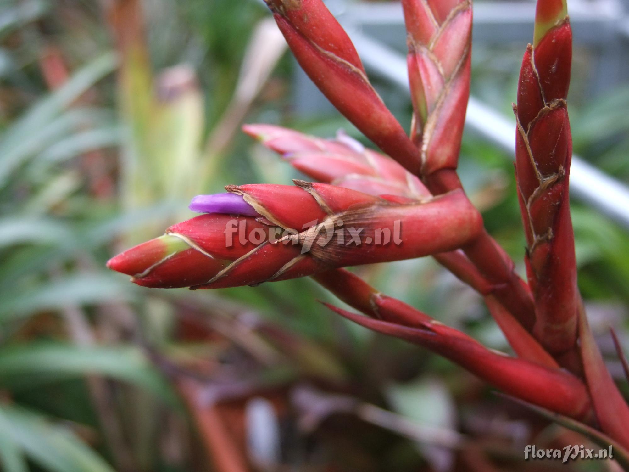 Tillandsia spec. 