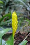 Vriesea pallidiflora
