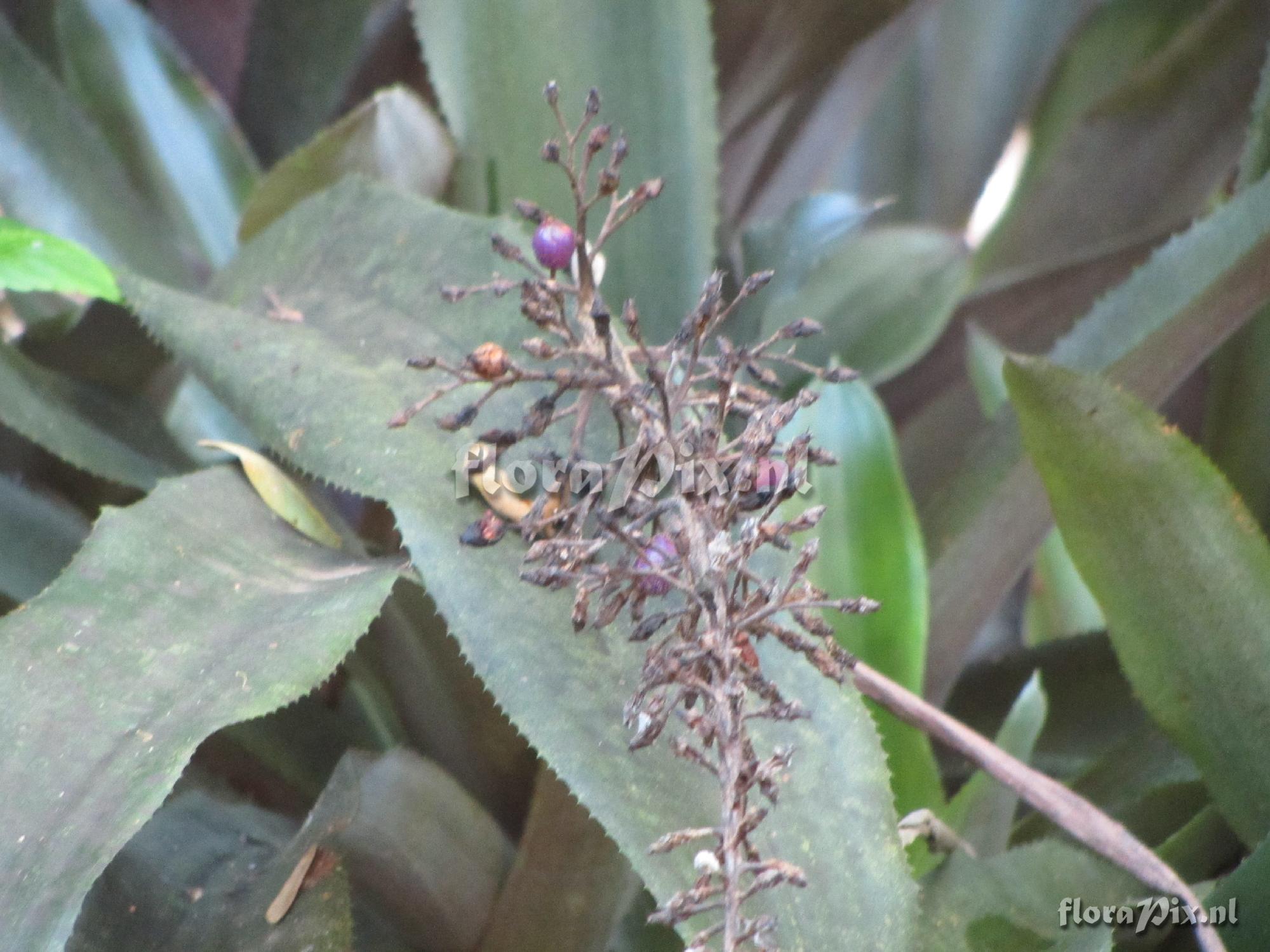 Aechmea mexicana