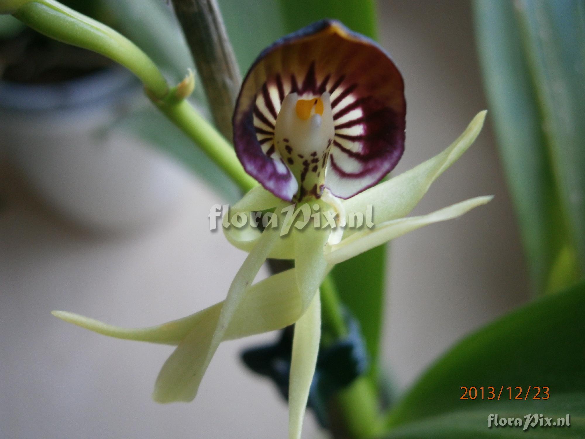 Prosthechea Cochleata