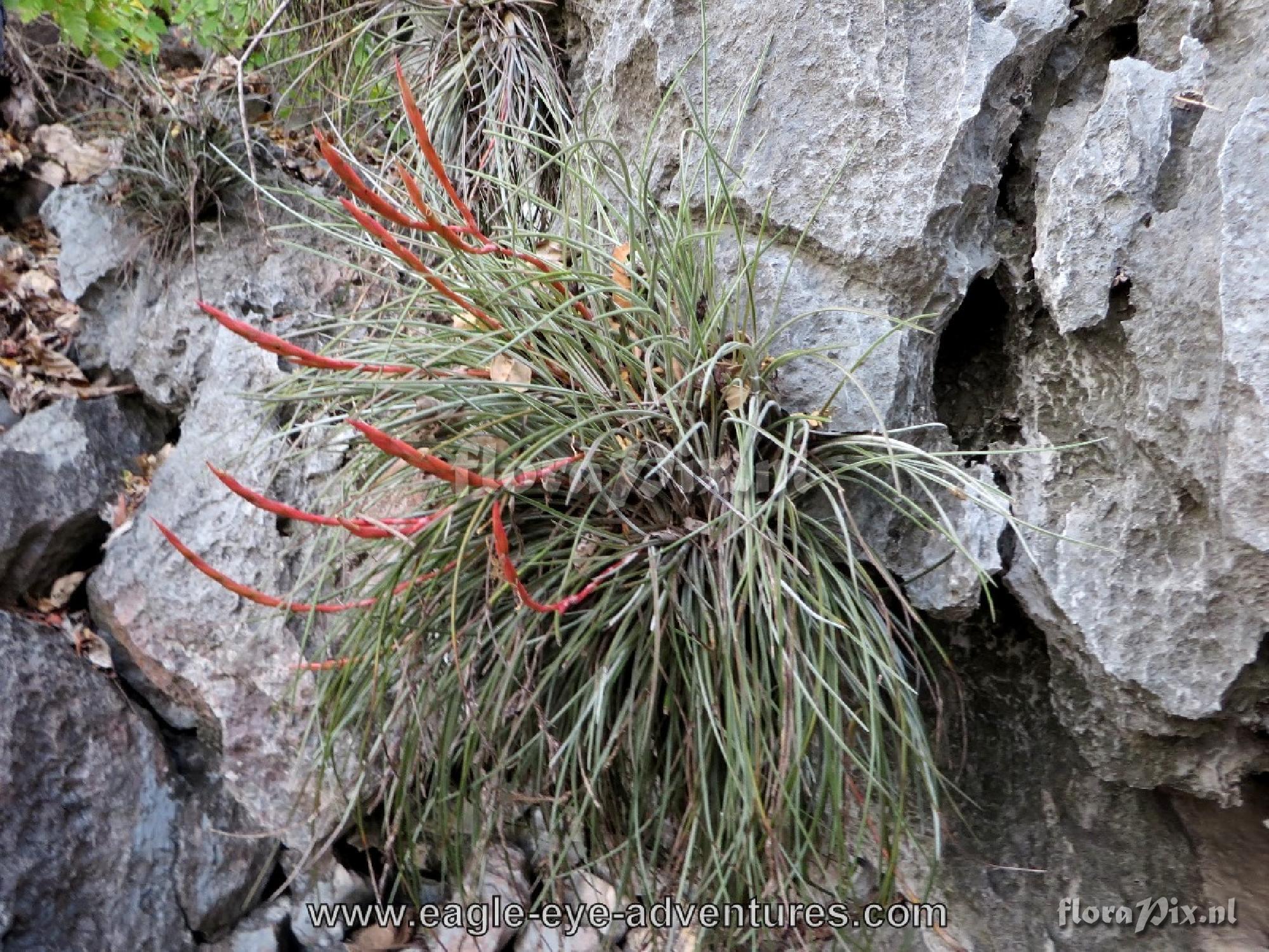 Tillandsia species