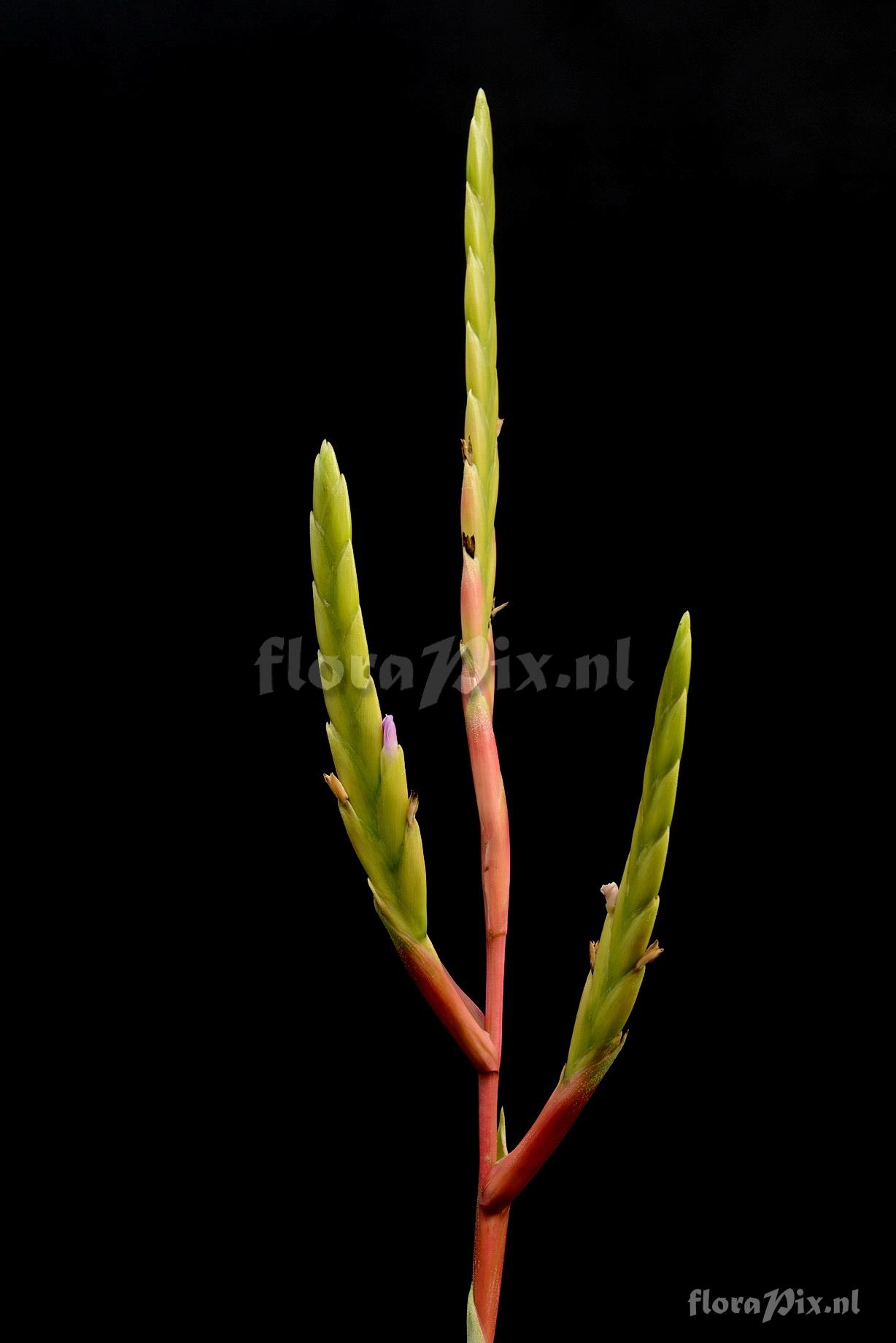 Tillandsia subconcolor