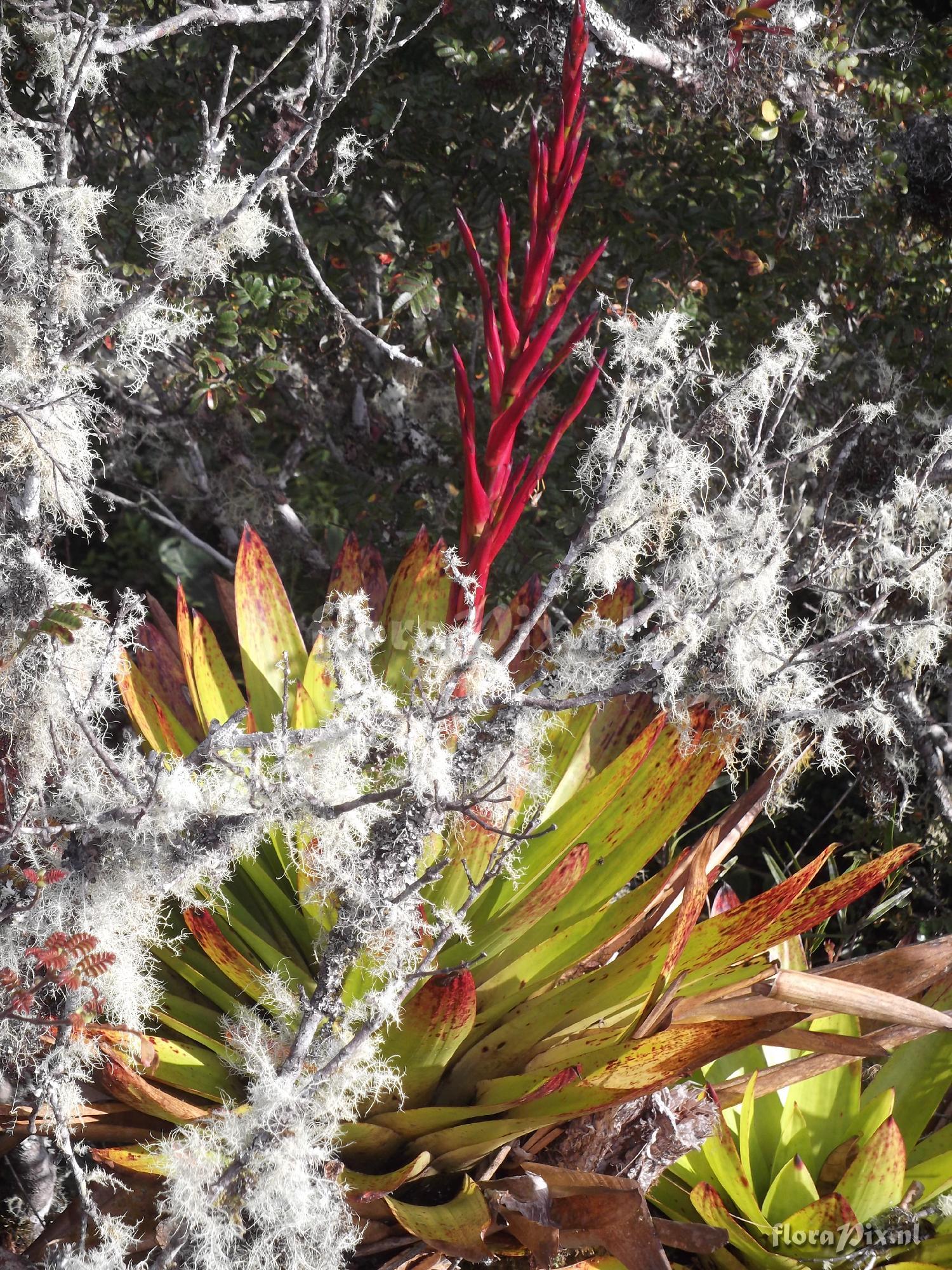 Tillandsia sp.