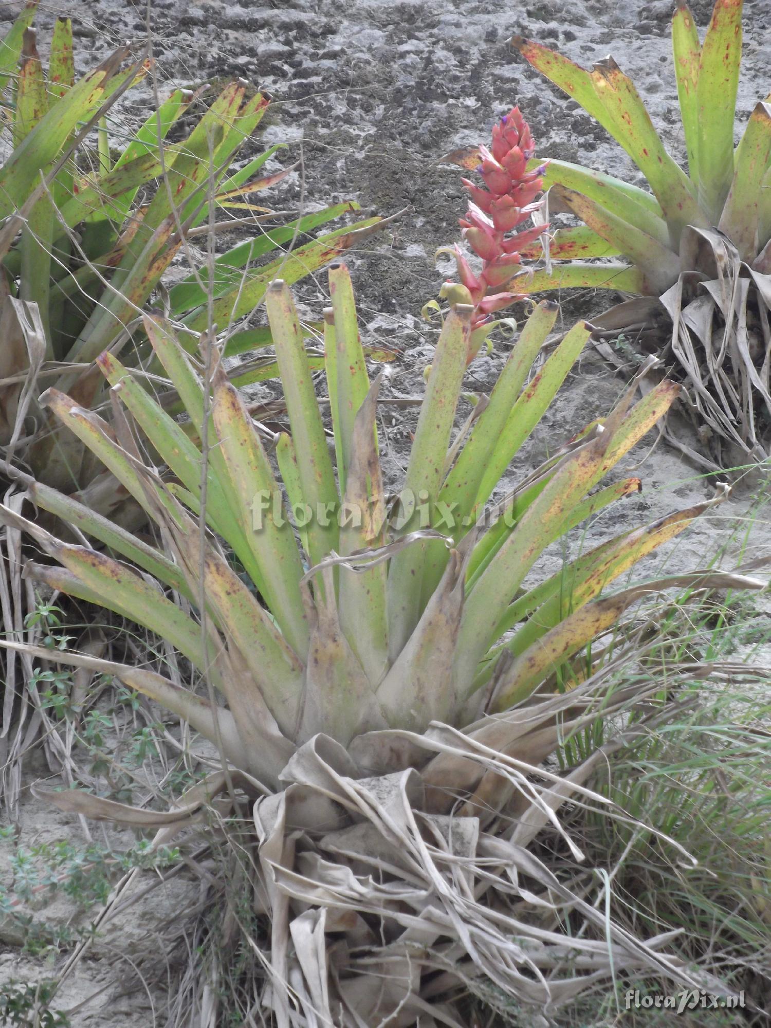 Tillandsia cf. coinaensis