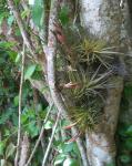 Tillandsia tenuifolia Linnaeus
