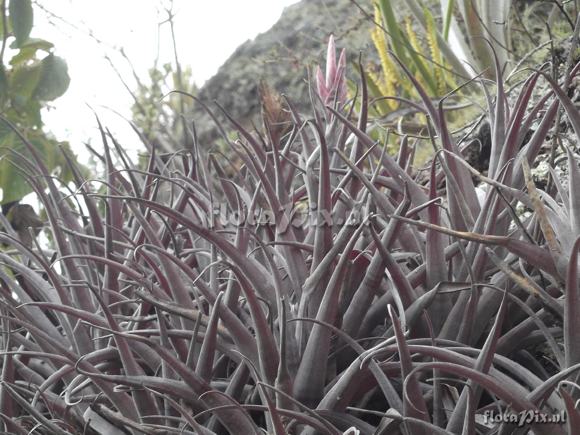 tillandsia macbrideana