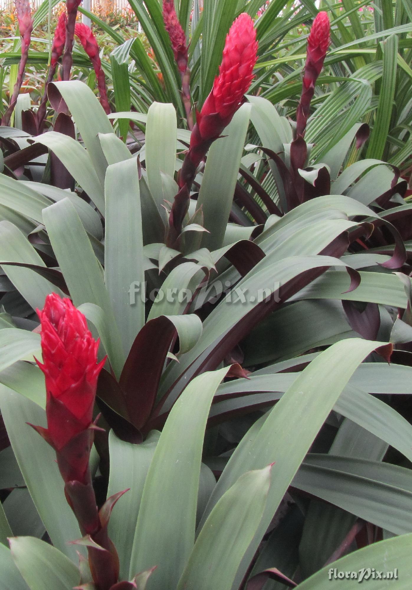 Guzmania vinacea