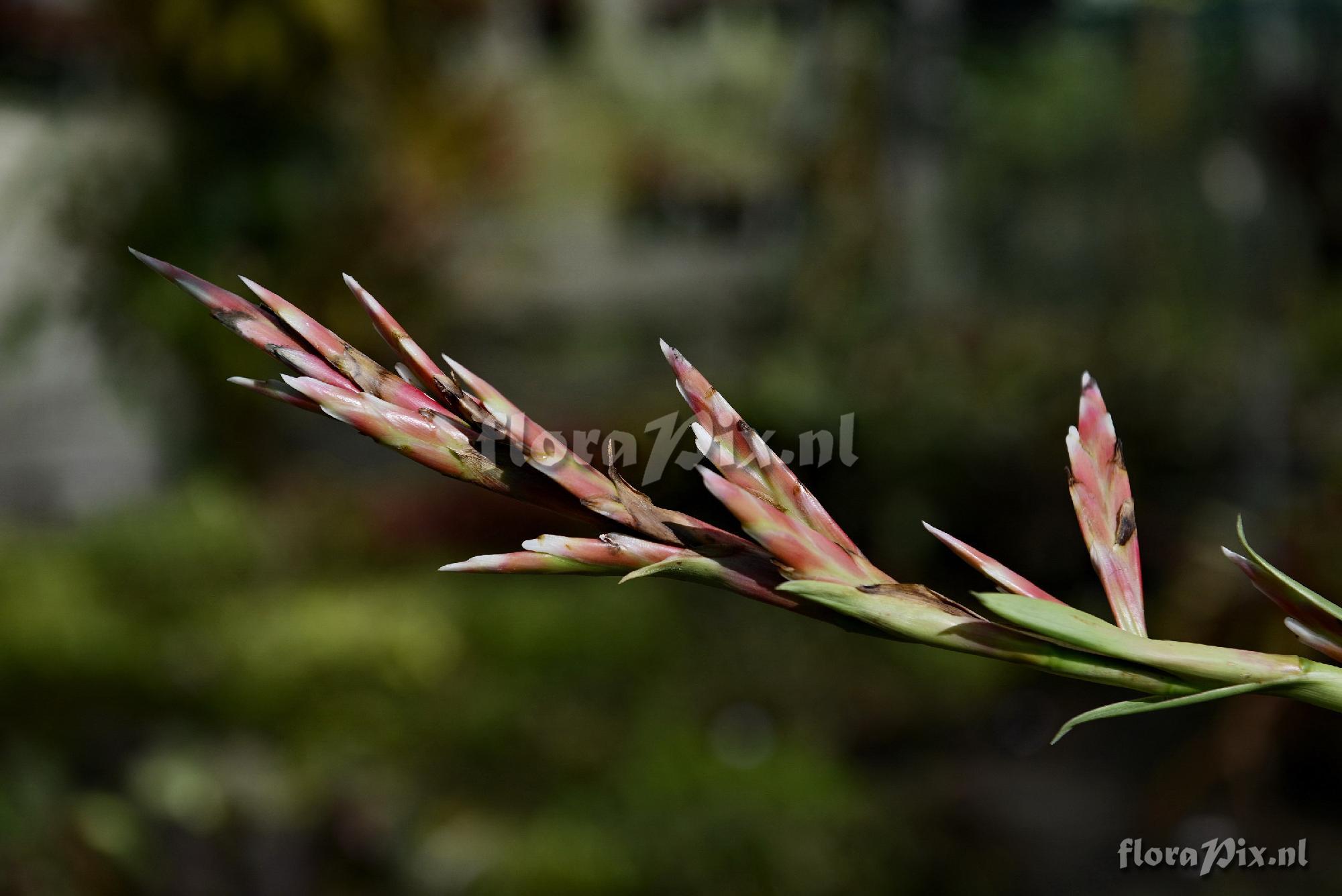 Tillandsia naundorffiae