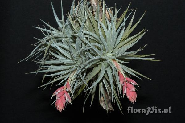 Tillandsia recurvifolia