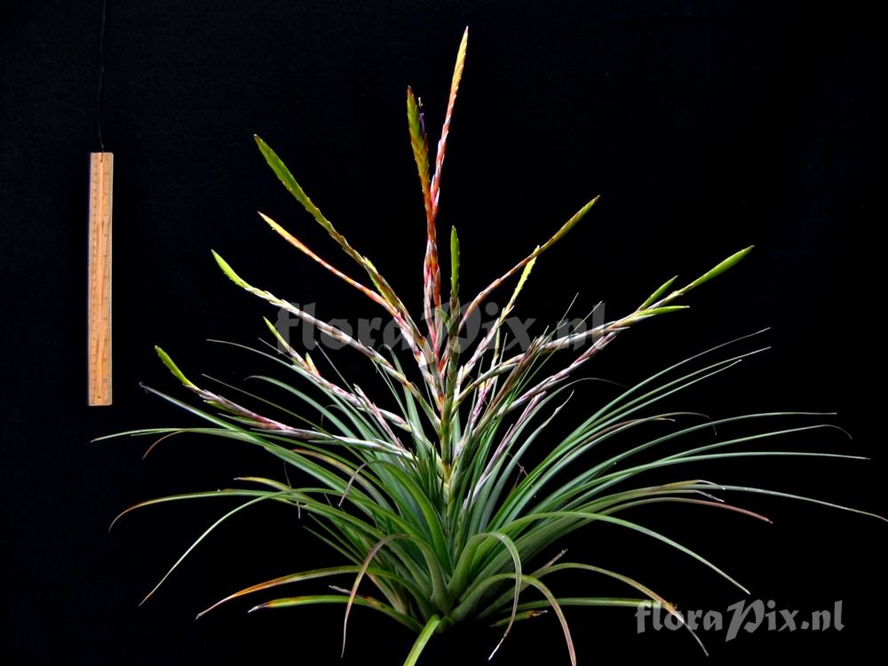 Tillandsia ???