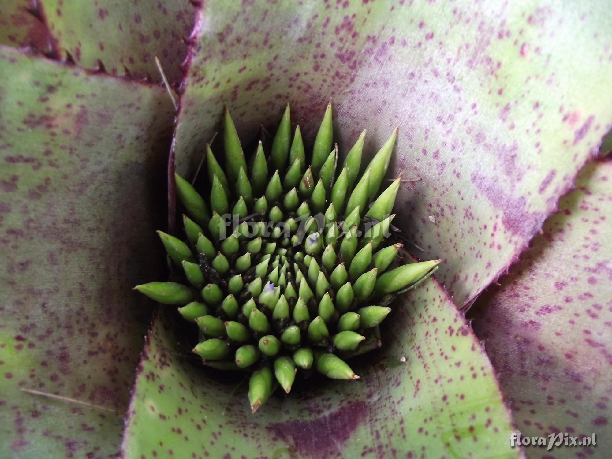 Neoregelia pascoaliana