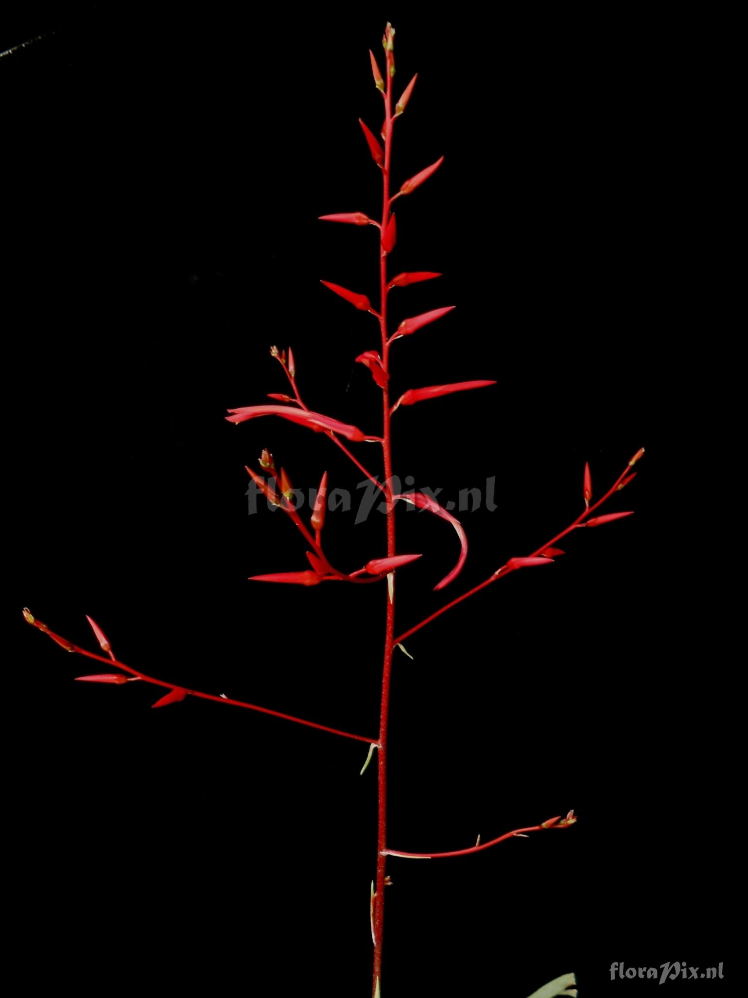 Pitcairnia cf. bromeliifolia