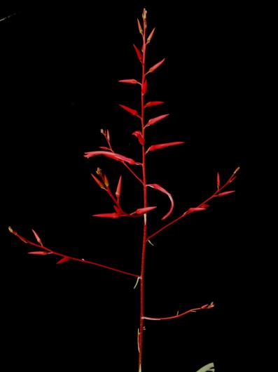 Pitcairnia cf. bromeliifolia