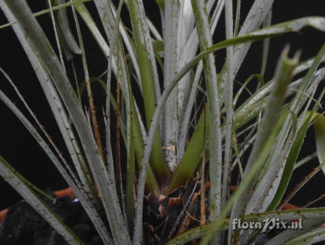 Pitcairnia cf. bromeliifolia