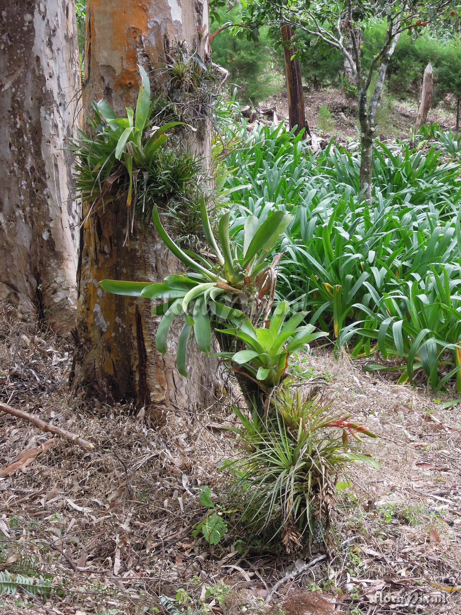 Tillandsia fasciculata