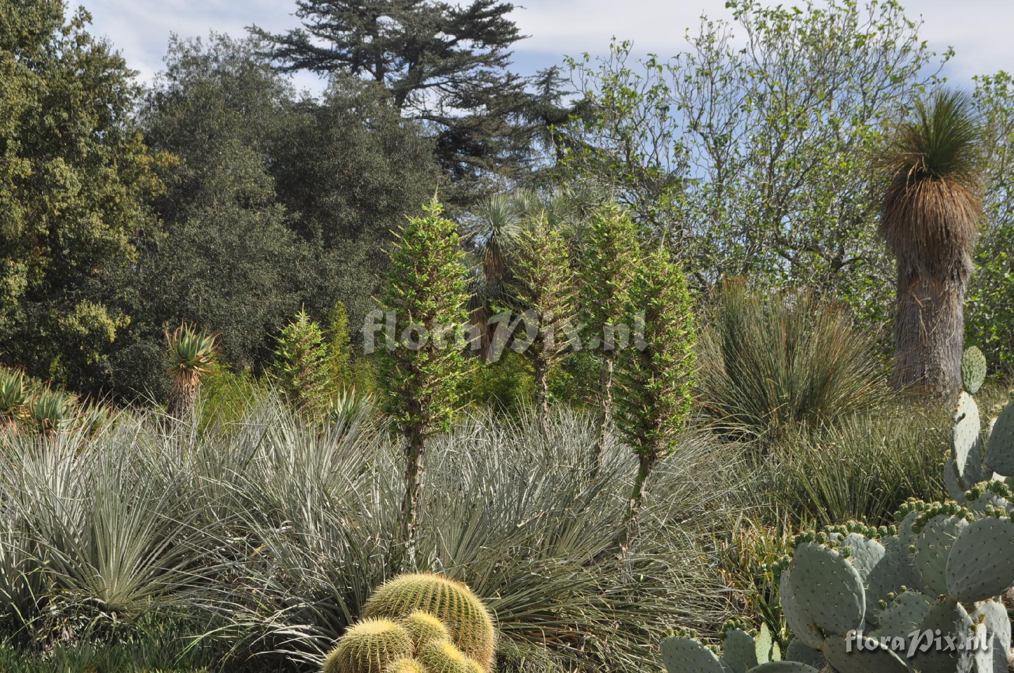 Puya berteroniana??