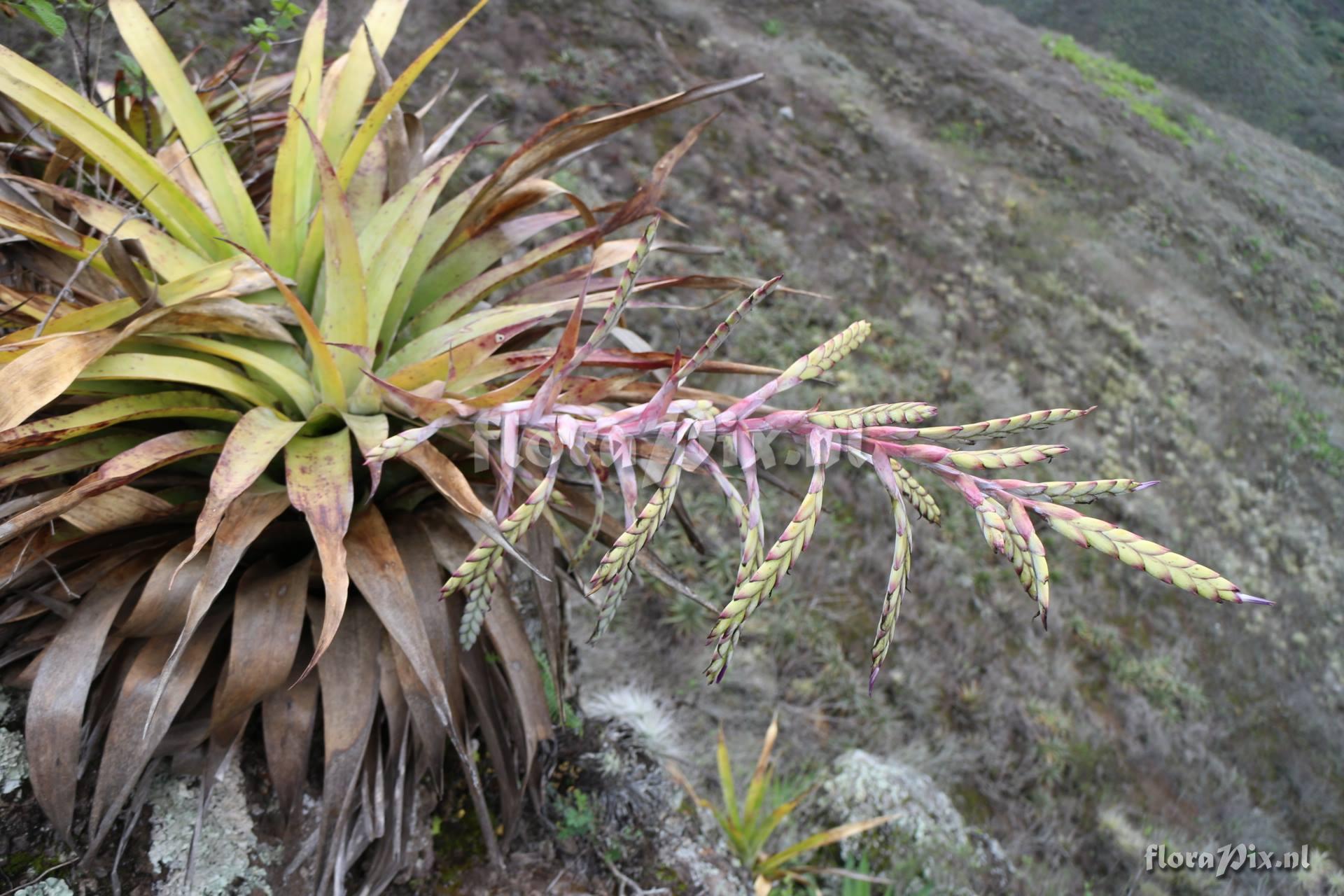 Tillandsia lymanii??