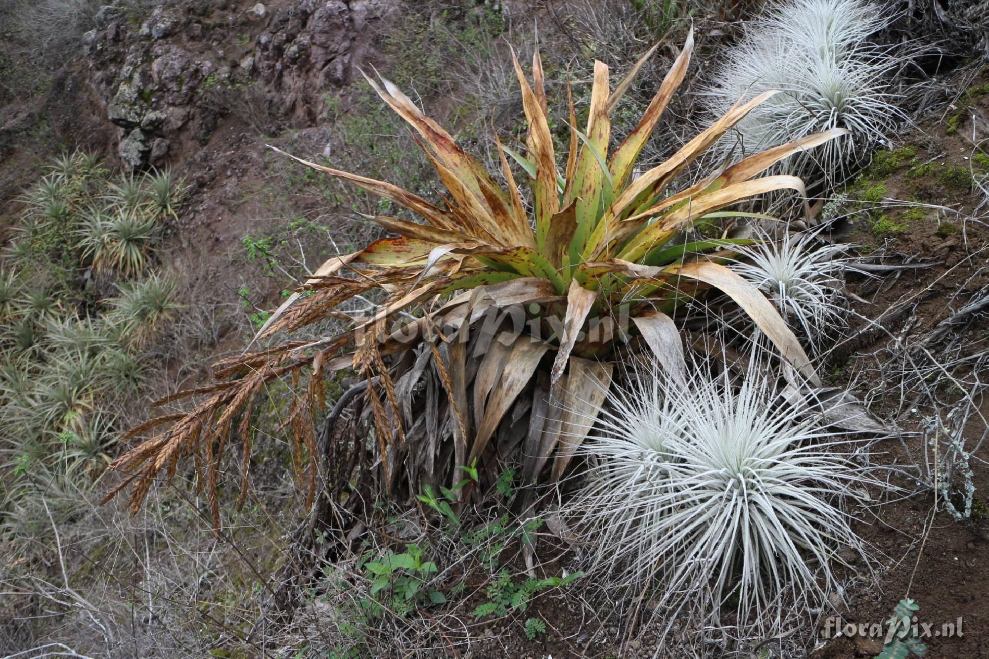 Tillandsia lymanii??