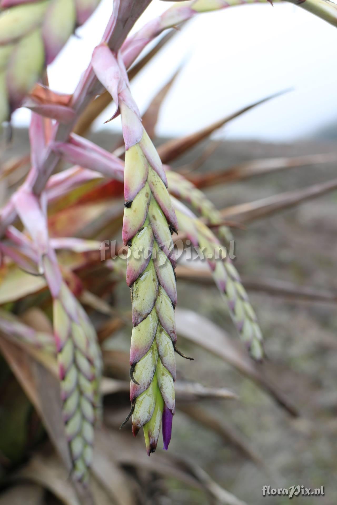 Tillandsia lymanii??