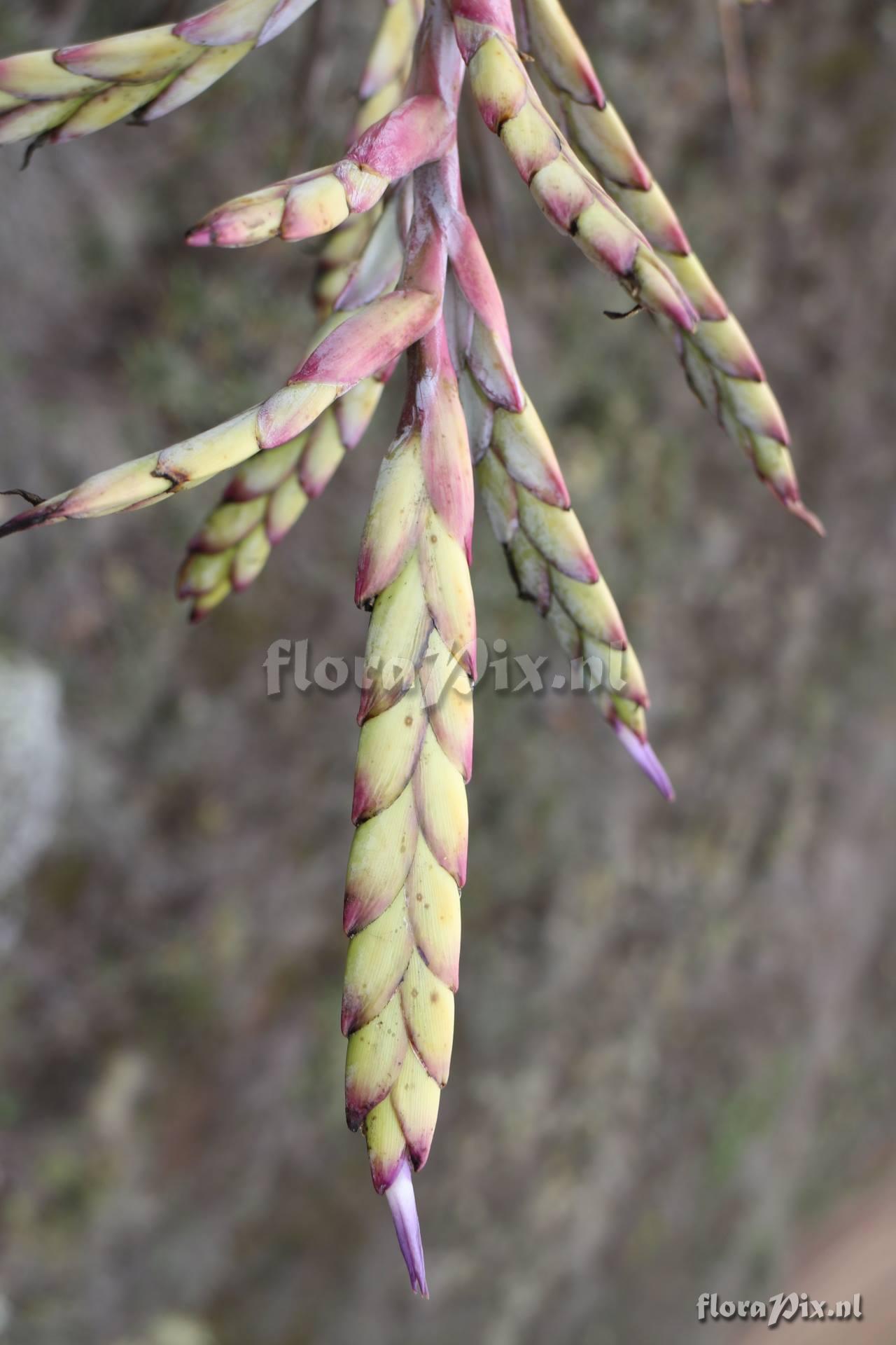 Tillandsia lymanii??