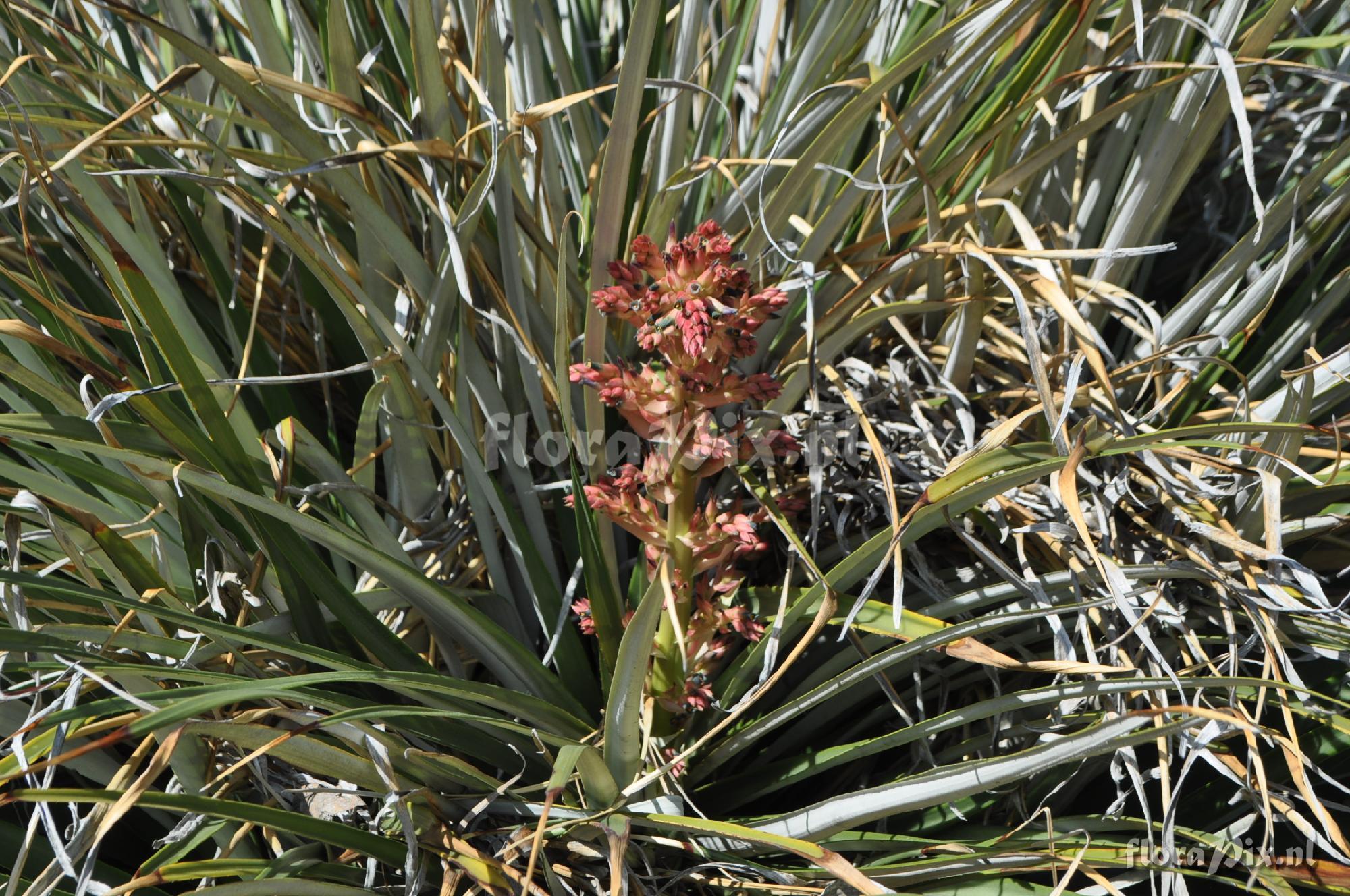 Puya sp