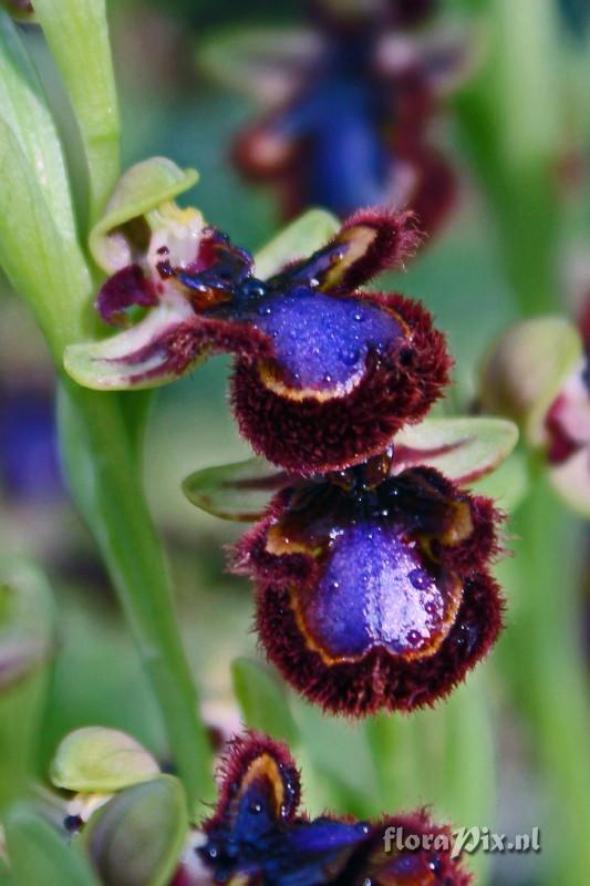 Ophrys speculum