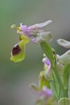 Ophrys tenthradinifera