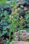 Ophrys tenthradinifera