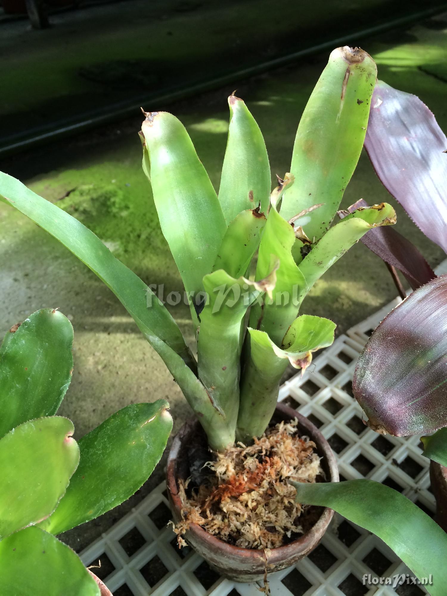 Neoregelia sp.