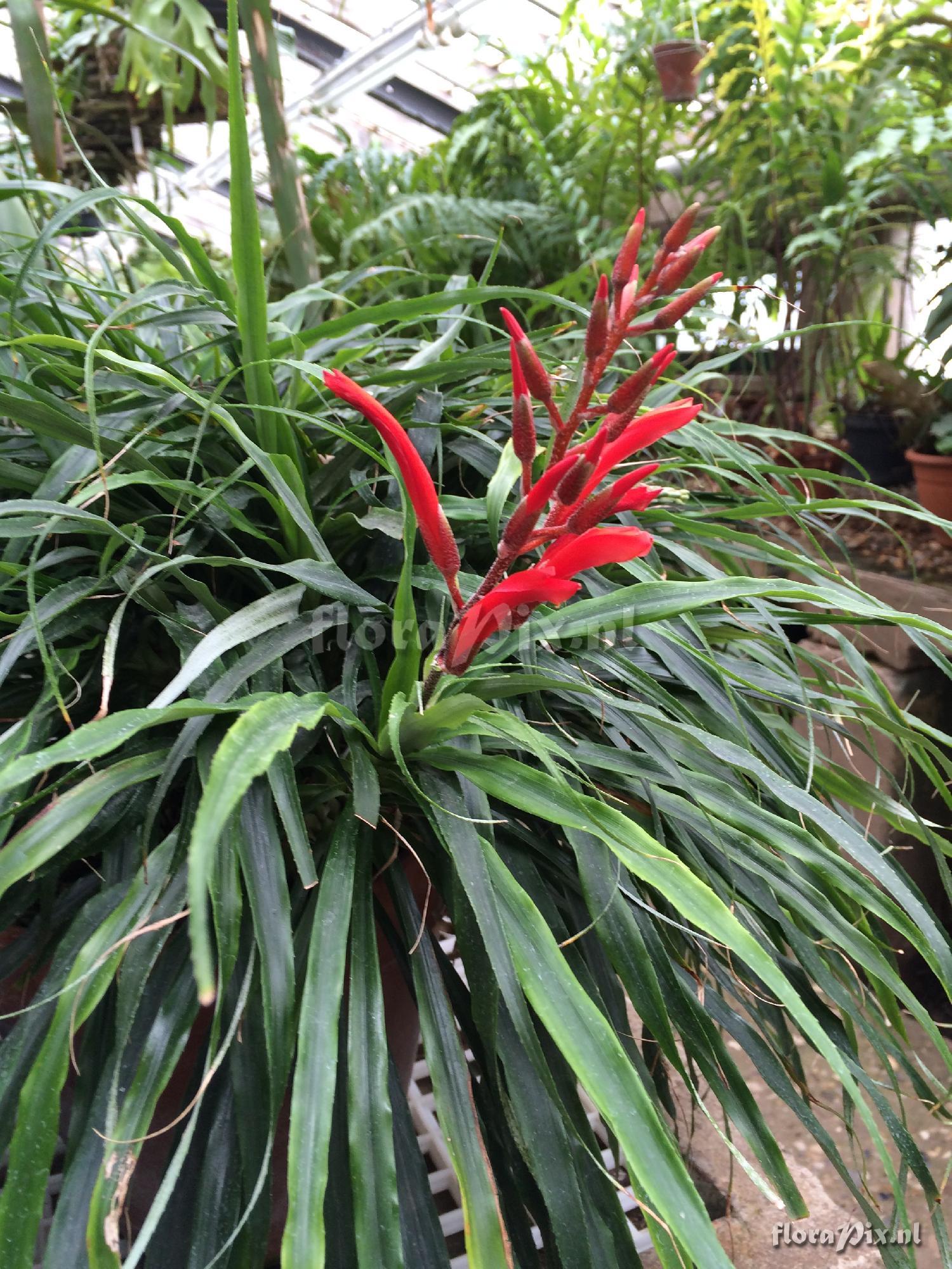 Pitcairnia punicea