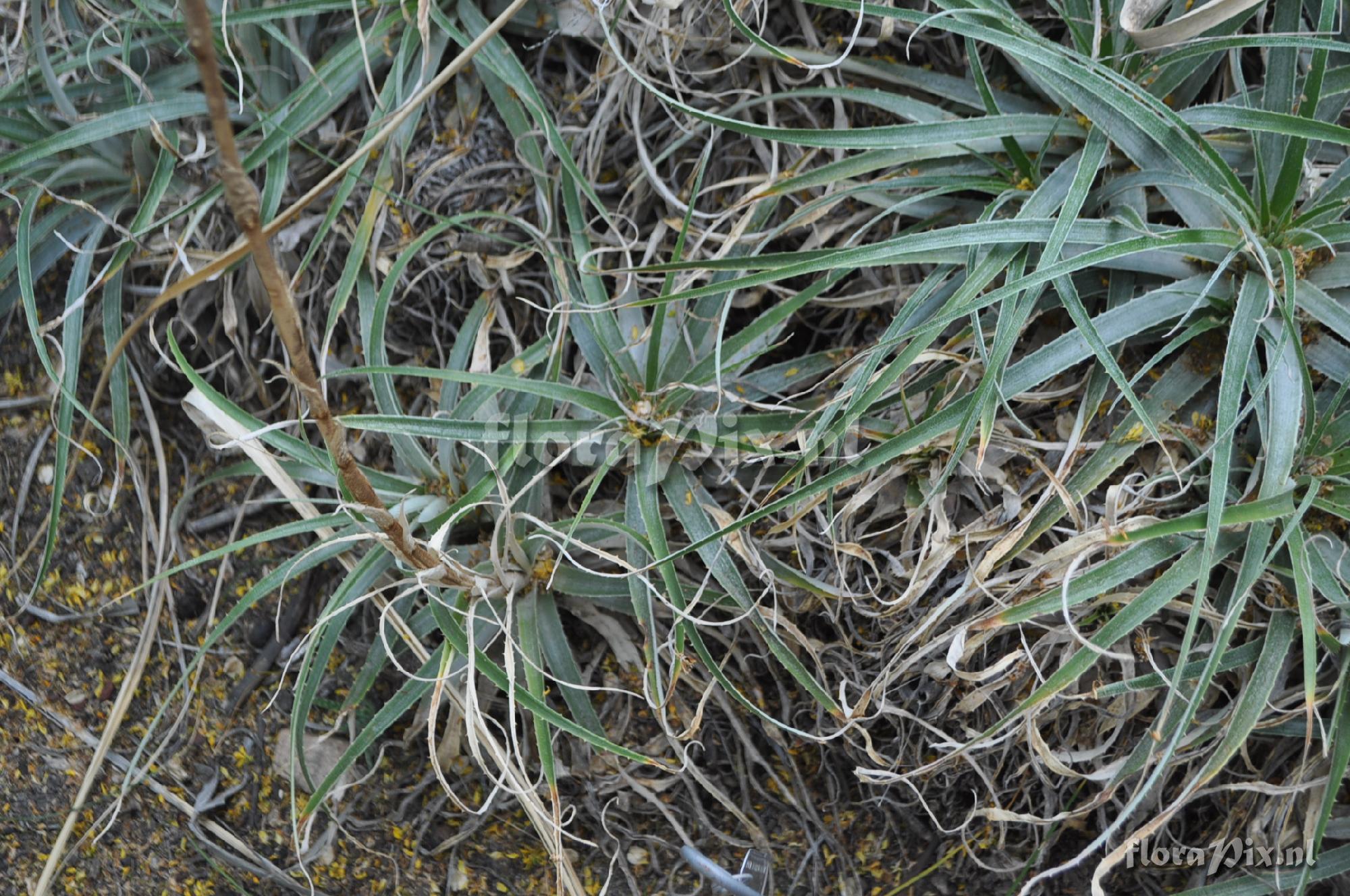 Puya ferruginea