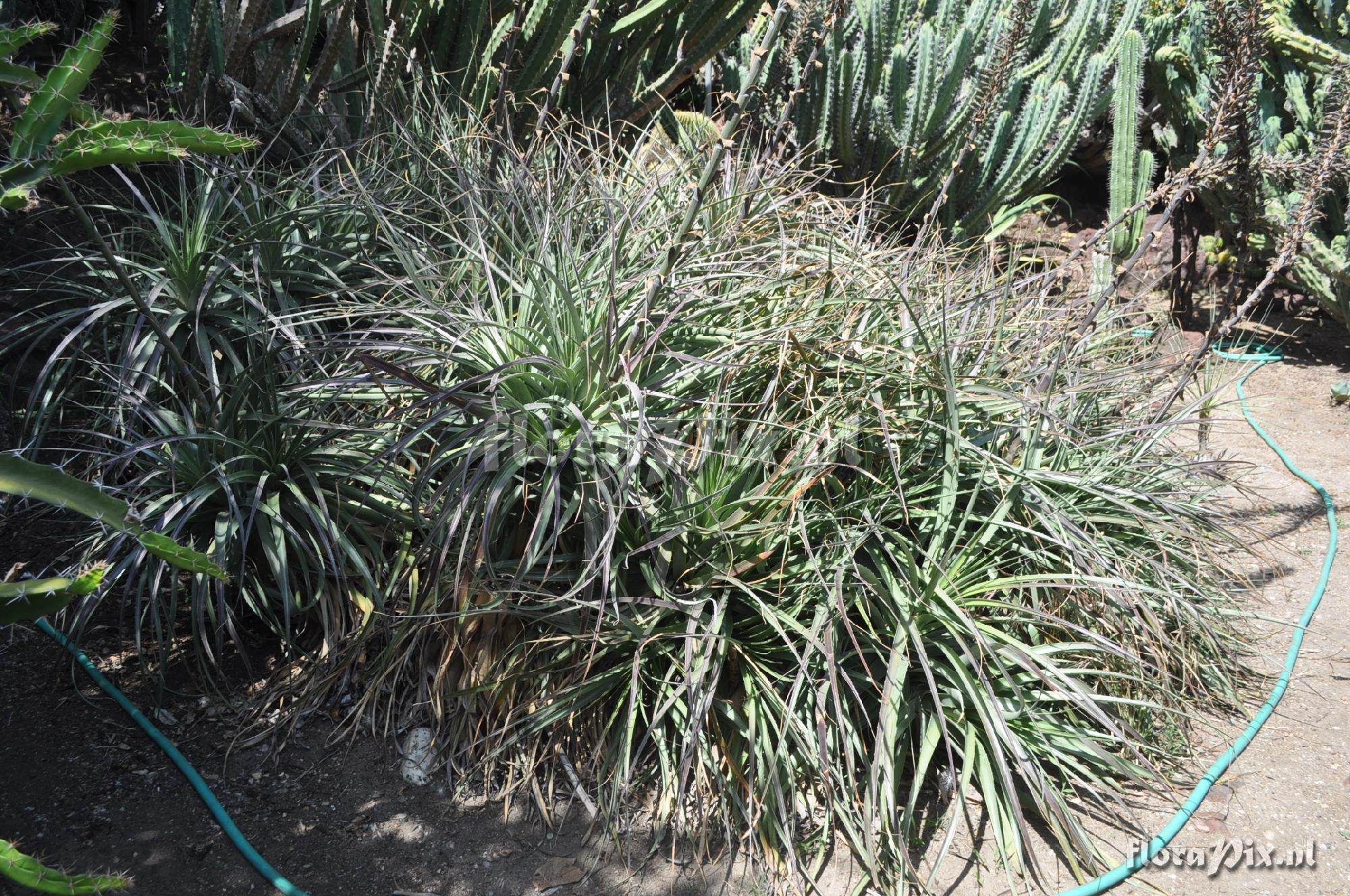 Puya wrightii - type plant