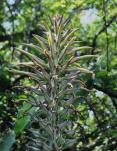 Puya wrightii - type plant