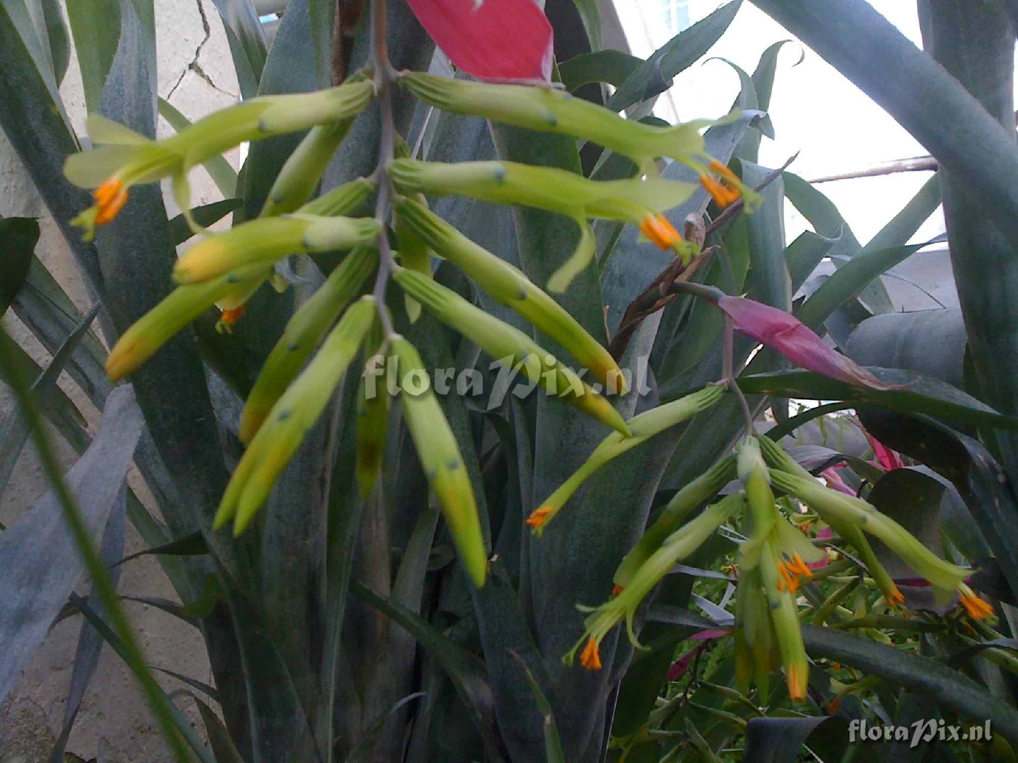 Billbergia distachya