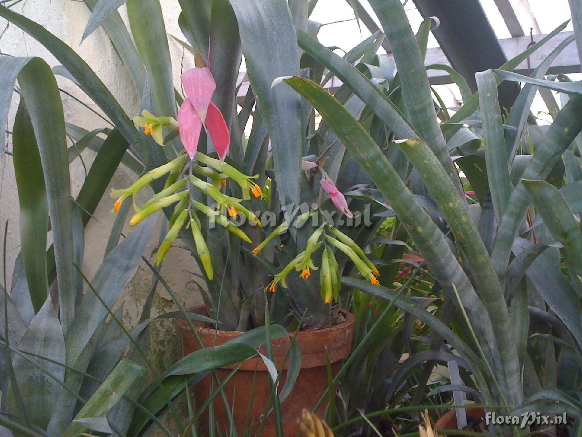 Billbergia distachya