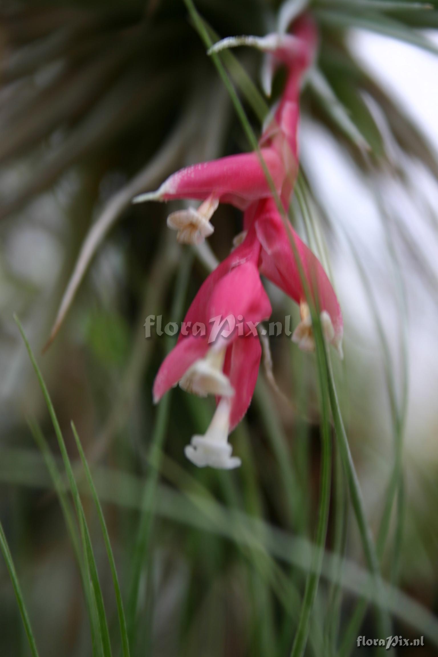 Tillandsia recurvifolia