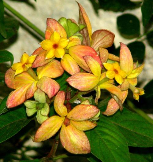Mussaenda sp. Rubiaceae