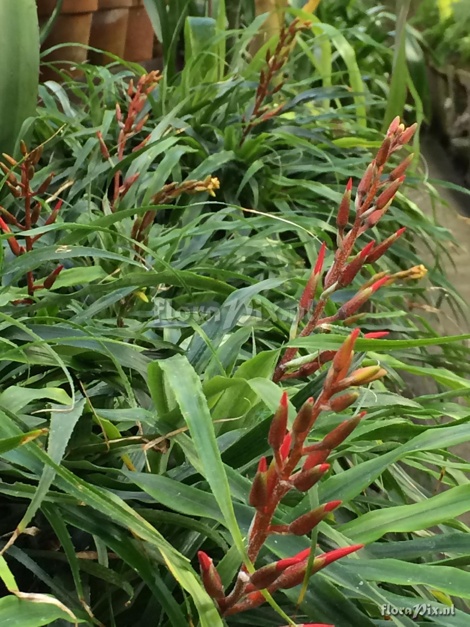 Pitcairnia punicea