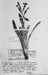 Billbergia buchholtzii