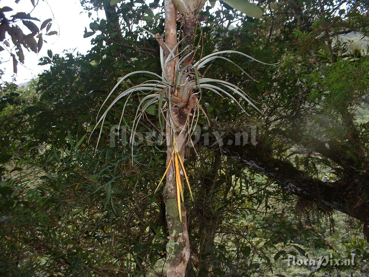 Tillandsia barthlottii